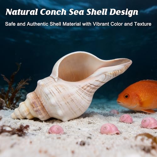 2PCS Conch Shell Large Natural Seashells Perfect for Fish Tank Wedding Decor Beach Theme Party Home Decorations
