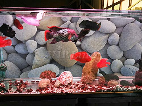 Pebbles Aquarium Background Poster HD Fish Tank Decor Landscape 24" 48" 72" (24" x 12"/ 61 x 30cm)