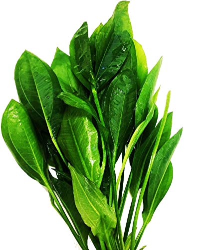 3-Bundles Amazon Sword | Echinodorus Bleheri Live Aquarium Plants Package Aquatic Freshwater Fish Tank Decorations