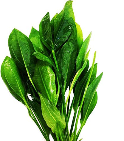 3-Bundles Amazon Sword | Echinodorus Bleheri Live Aquarium Plants Package Aquatic Freshwater Fish Tank Decorations
