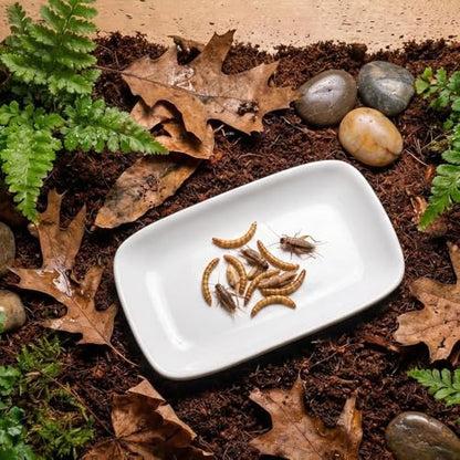 2 Pcs Small Reptile Feeding Dish Ceramic Eating Basin Feeding Bowl for Hermit Crab Snail Cricket Insect Invertebrate Isopod