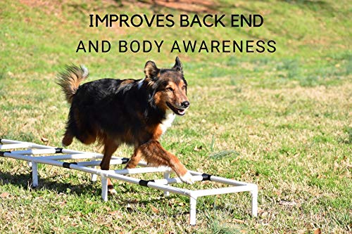 Agility Training Ladder | Dog Agility Training Equipment, Dog Training Equipment