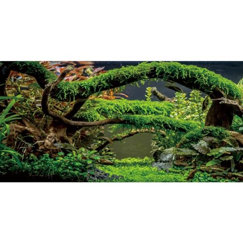 AWERT 36x18 inches Aquarium Background Branches Terrarium Background Aquatic Plant River Bed & Lake Fish Tank Background Vinyl Background - size: 36x18in/90x45cm