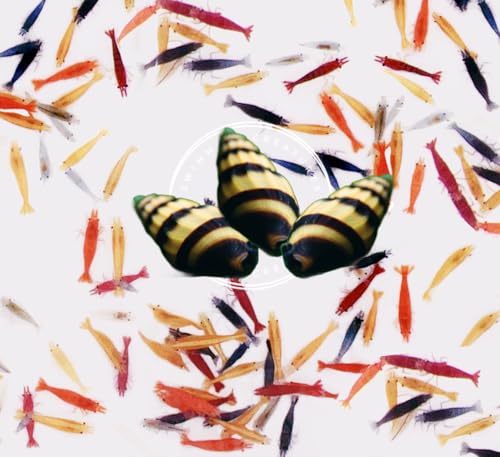 Swimming Creatures™ Premium Neocaridina Shrimp – A Perfect Combo to Brighten Your Aquarium! (10 Premium Mix + 3 Assassin Snail)