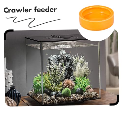 Pet Bowl Escape Reptile Bowl Guinea Pig Feeder Shrimp Feed Dish Fish Tank Decor