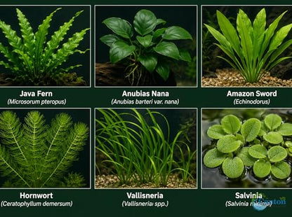 Live Aquarium Plants Bundle 6 Pack Beginner Freshwater Plants Low Light No CO2 - Low | Medium | High Light