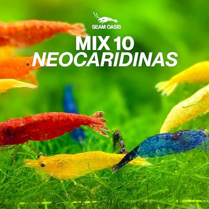 Mix Neocaridina Shrimps for Freshwater Aquariums (Pack of 10) - color: Mix, size: 10