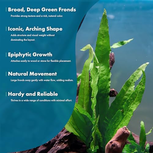 Java Fern Live Aquarium Plants - Potted Freshwater Plant for Fish Tanks - Beginner Friendly, Low Light (Java Fern, 5 Pots) - color: Java Fern, size: Pot - 5 Count