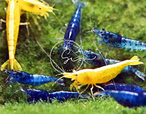 Swimming Creatures™ 10 Mixed Premium High-Grade Neocaridina Freshwater Aquarium Shrimp Live (Assortment of 4 colors)