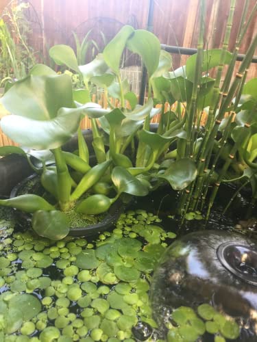 Pond H2o 8" (20cm) Round Water Garden Aquatic Plastic Mesh Pond Plant Flower Basket, Value 2 Pack, Planting Lily Pot Bin, Slotted Mesh Net Planter Pots Baskets Aquaponics, Hydroponics