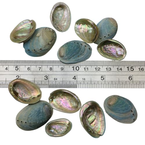 Small Farmed Abalone Paua Shells- Blue (Medium)