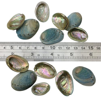 Small Farmed Abalone Paua Shells- Blue (Medium)