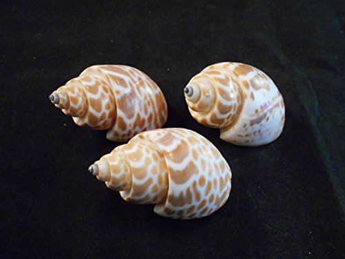 100 Select Large Babylonia Spirata Shells Seashells 1 1/2" - 2" Shellcraft Beach Crafts Nautical Decor Beach Wedding