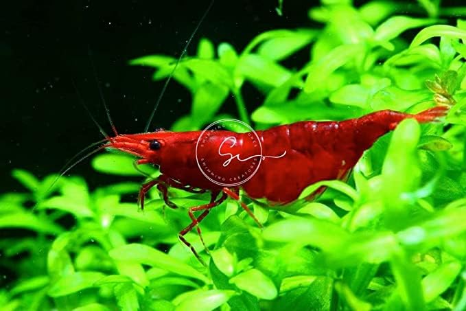 Swimming Creatures™ Premium Neocaridina Shrimp – A Perfect Combo to Brighten Your Aquarium! (10 Premium Mix + 3 Assassin Snail)