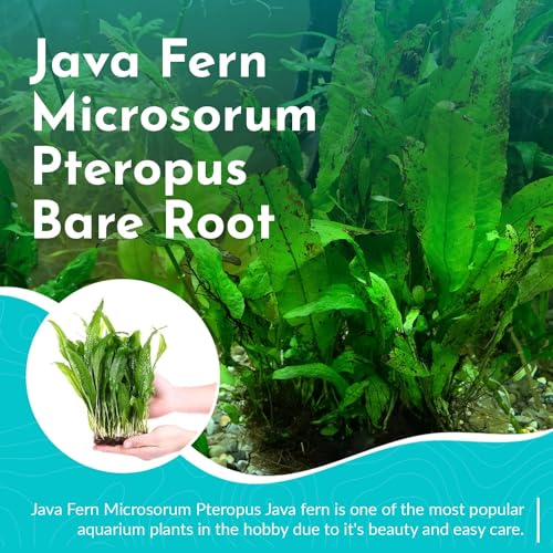 Java Fern Microsorum - Live Aquarium Plant - Freshwater - Low Light