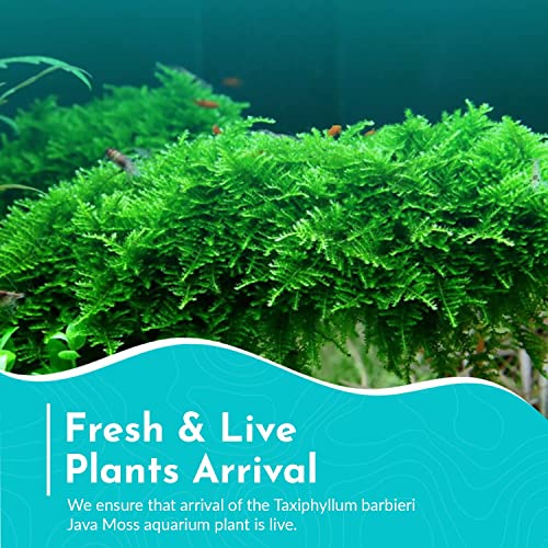 Java Moss 5-Pack Taxiphyllum Barbieri Portion Cups - Live Aquarium Moss for Freshwater Fish Tanks, Shrimp Breeding, Aquascaping, Low Light No CO2 Required