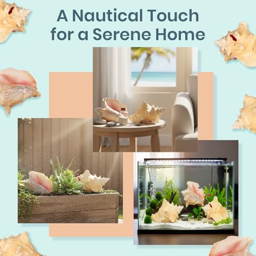 Conch Shell Decor - Seashell Decor - 6-8" Large Sea Shell - Shells for Decoration - Large Seashells for Crafts - Magic Conch Shell Room Decor