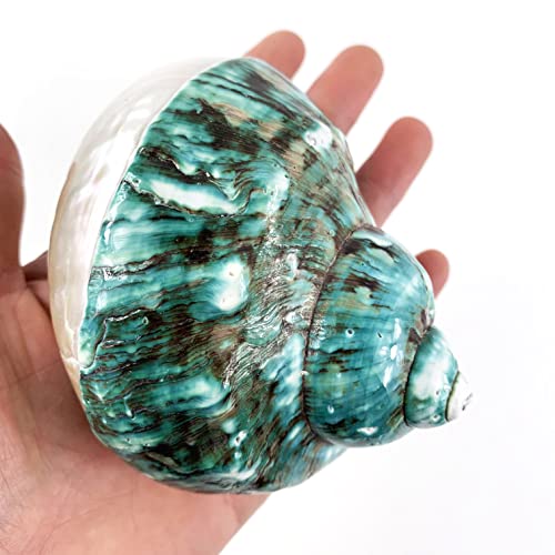 Heyiwell Large Polished Jade Top Turbo Seashells&Hermit Crab Shells3.5~4.5" Inch