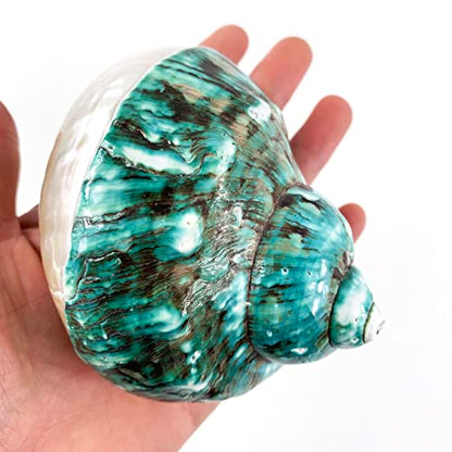 Heyiwell Large Polished Jade Top Turbo Seashells&Hermit Crab Shells3.5~4.5" Inch
