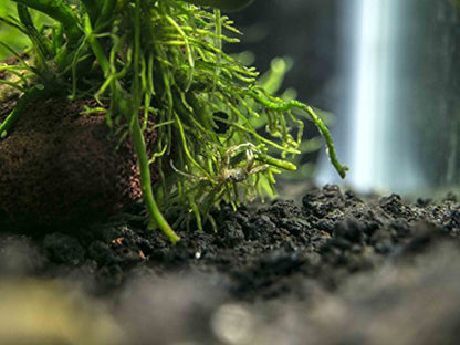 Aquatic Arts 30 Live Freshwater Micro Crabs (Limnopilos naiyanetri) Real Living Nano Tank Pet | Compatible with Dwarf Shrimp and Many Aquarium Fish