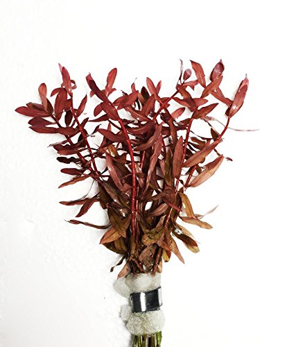 Super Red Set Package Live Aquarium Decorations Aquatic Plants for Fish Tank by Mainam