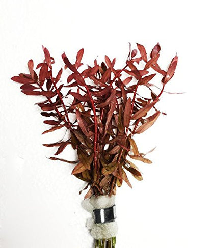 Super Red Set Package Live Aquarium Decorations Aquatic Plants for Fish Tank by Mainam