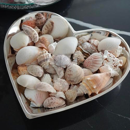 Sea Shells Mixed Beach Seashells, Various Sizes Natural Ocean Seashells for Beach Themed Party DIY Crafts Candle Making Fishtank Vase Fillers Home Wedding Decorations (150)
