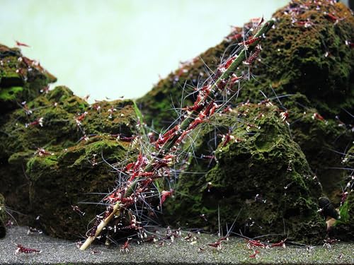 GlasGarten Shrimp Lollies - 4in1 Power Shrimp Food (8 Pieces, 4in1 Power Basic Mix)