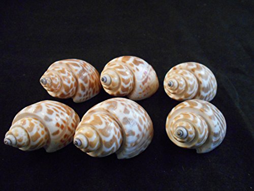 100 Select Large Babylonia Spirata Shells Seashells 1 1/2" - 2" Shellcraft Beach Crafts Nautical Decor Beach Wedding