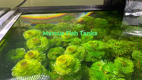 Live Aquarium Plant Variety Pack Amazon Sword Java Moss Anacharis Ludwigia Java Fern and More