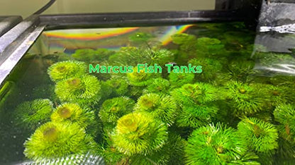 Live Aquarium Plant Variety Pack Amazon Sword Java Moss Anacharis Ludwigia Java Fern and More