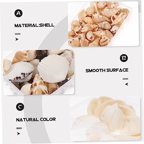 Craft Shells of Natural Decorative Shells for Aquarium Decor Candle Making and Home Crafting for Nautical Decorations and Floral Arrangements
