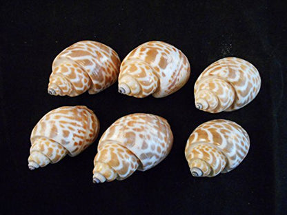 100 Select Large Babylonia Spirata Shells Seashells 1 1/2" - 2" Shellcraft Beach Crafts Nautical Decor Beach Wedding