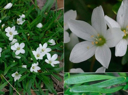 White Purslane Live Plants | Pack of 2 (Two) | 5-9" Tall | Moss Rose Portulaca | Drought Tolerant Trailing Succulent for Hanging Baskets & Rock Gardens | Heat Loving Moon Garden Blooms