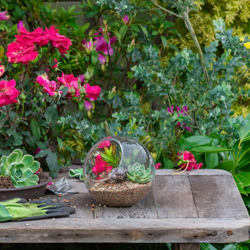balacoo 3 Pcs Glass Terrariums Bowl for Plants, Terrarium Jar for Air Plant Clear Globe Vase Glass Bowl for Home Desktop Decor | Modern slant-cut design adds elegance to home or office. Transparent glass displays succulents and moss for a stunning view.