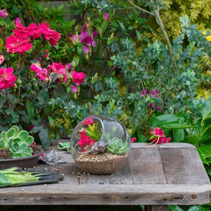 balacoo 3 Pcs Glass Terrariums Bowl for Plants, Terrarium Jar for Air Plant Clear Globe Vase Glass Bowl for Home Desktop Decor | Modern slant-cut design adds elegance to home or office. Transparent glass displays succulents and moss for a stunning view.