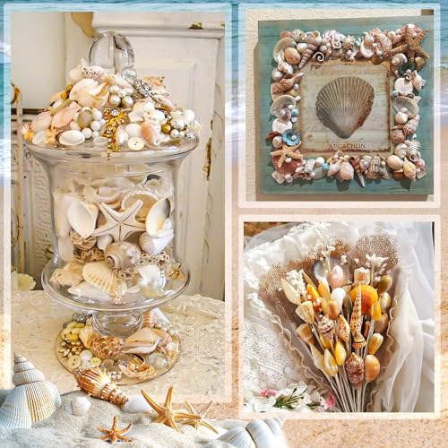 Sea Shell Mixed Ocean Shells Set, 15 Kinds 1.2"-2.7" Various Sizes Natural Seashell & Starfish for Beach Themed Decor, DIY Crafts, Vase Fillers, Fish Tank, Home, Wedding and Party Decoration