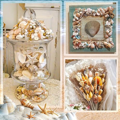 Sea Shell Mixed Ocean Shells Set, 15 Kinds 1.2"-2.7" Various Sizes Natural Seashell & Starfish for Beach Themed Decor, DIY Crafts, Vase Fillers, Fish Tank, Home, Wedding and Party Decoration