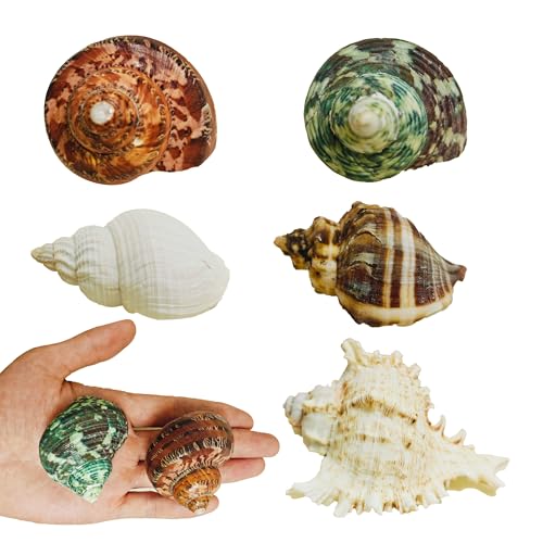 5PCS Large Hermit Crab Shells | Natural Sea Conch Shells Size 2.8" - 4", Opening Size 1.2" - 2.3" | Turbo Seashells for Hermit Crab Supplies and Fish Tank Decoration and live hermit crab accessories