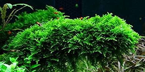Christmas Moss Vesicularia Montagnei Live Freshwater Aquarium Plant Live Aquarium Moss Buy 2 Get 1 Extra