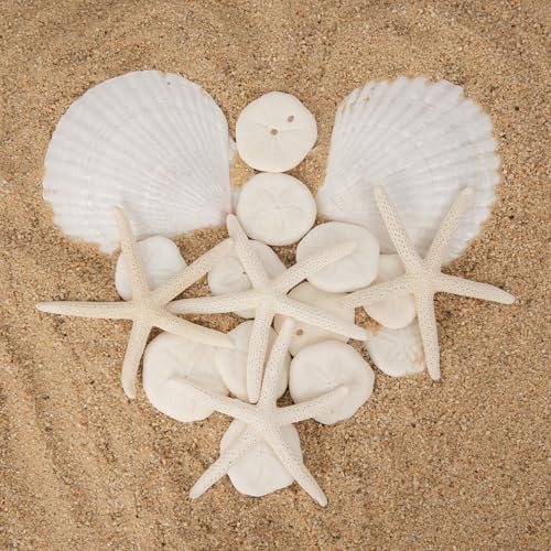 JQAQJU 20PCS Sea Shells for Crafting 3-4", Mini Sand Dollars Starfish Decor for Crafts, Scallop Shells for Cooking, Seashells for Crafts DIY Beach Theme Party Candle Decor Wedding Fish Tank