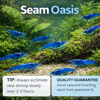 15+ Blue Dream Supreme Gene Shrimps Live Freshwater Neocaridina Shrimp for Aquarium, Live Arrival Guarantee - color: Blue, size: 15