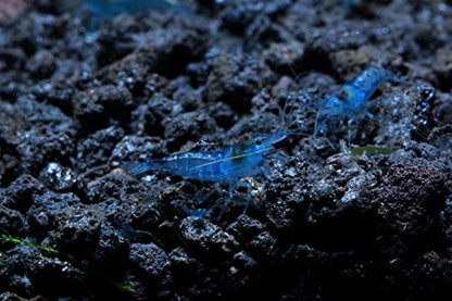 Live Freshwater Aquarium Shrimp - Neocaridina (Blue Velvet, 10 Pack) - color: Blue Velvet
