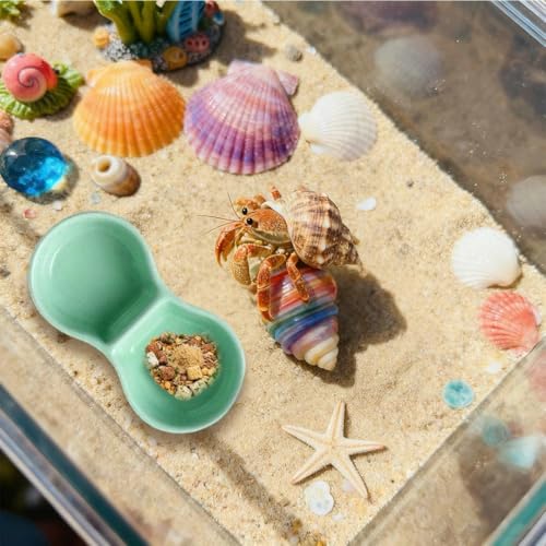 2 Pack Ceramic Hermit Crab Food Dish Hermit Crab Water Bowl Reptile Water Bowl Aquarium Accessories for Snail Frog Bearded Dragon Lizard Gecko Tortoise