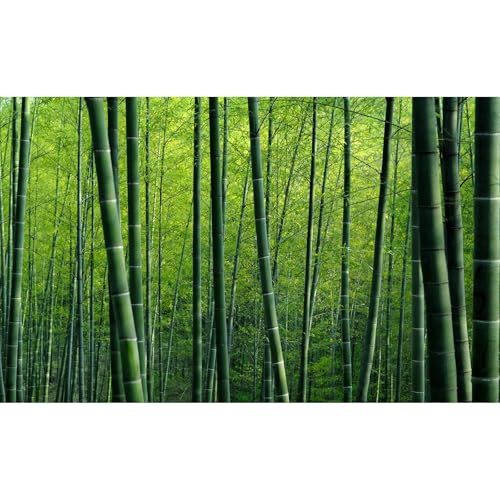 Bamboo Forest Aquarium Background Lush Green Bamboo Forests Scenery Fish Tank Background Idyllic Scenic Bamboos Terrarium Backgrounds Tranquil Bamboos Trees Reptile Tank Backgrounds 36x20in