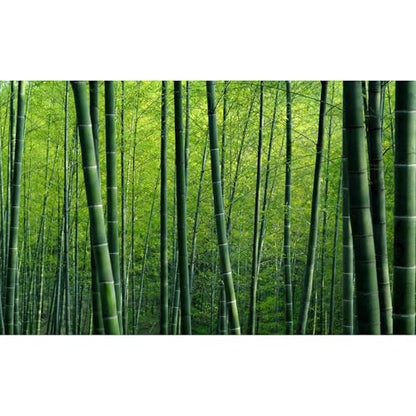 Bamboo Forest Aquarium Background Lush Green Bamboo Forests Scenery Fish Tank Background Idyllic Scenic Bamboos Terrarium Backgrounds Tranquil Bamboos Trees Reptile Tank Backgrounds 36x20in