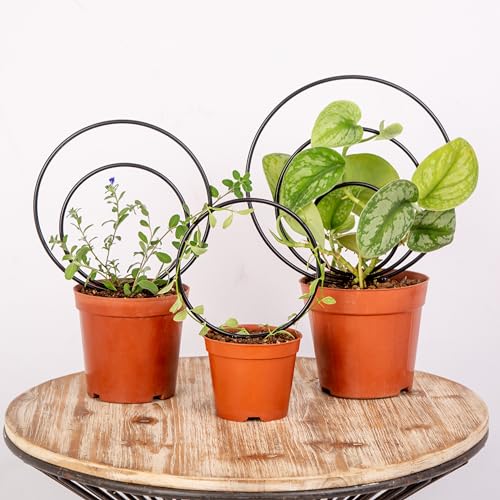 Mirthdino Premium Hoya Trellis - Unique Metal Plant Support for Climbing Plants - Set of 3 Different Sizes - Ideal for Indoor and Potted Plants