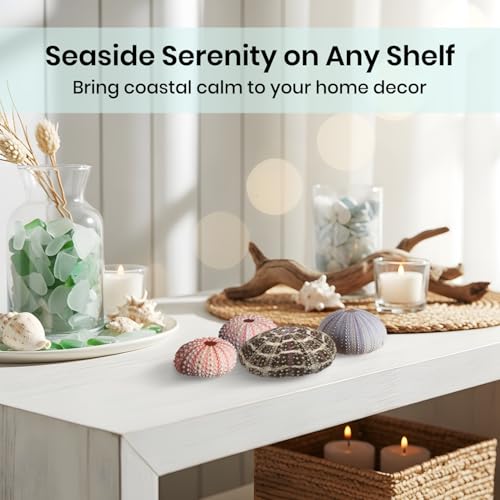 Nautical Crush Trading Sea Urchins Shells for Air Plants - 5 Assorted Coastal Sea Urchin Shells - Hanging Air Plant Holder - Air Plants Live Holders - Air Plant Pot - No Plants Included