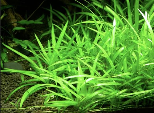 Bulk Dwarf Chain Sword (Helanthium tenellum) Easy Live Aquarium Plants for Aquatic Freshwater Fish Tank (15)