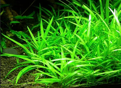 Bulk Dwarf Chain Sword (Helanthium tenellum) Easy Live Aquarium Plants for Aquatic Freshwater Fish Tank (15)